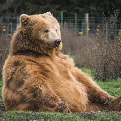 Balfül Podcast - Üzlet És Technológia Csak Lazán