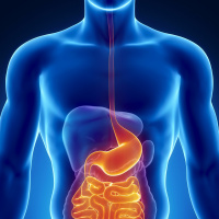 A bélflóra, avagy ki az úr a háznál