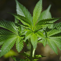 Ideia da liberação da maconha já se consolidou no mundo inteiro