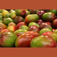 Mangas, uvas e melões que iriam para os EUA serão redirecionados para mercado interno