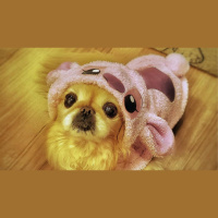 Pets devem usar roupa no inverno? Saiba como proteger os animais do frio