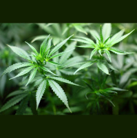 Mutirão para revisar prisões por pequenas quantidades de maconha começa nesta segunda (30)
