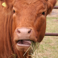 Episode #154: Everything You Need To Know About How A Plant Based Diet Affects Your Performance.