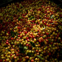 Episode #156: Is An 80% Carbohydrate Based Diet Healthy?