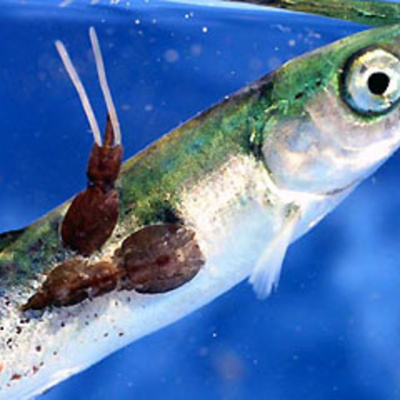 Ben Greenfield Fitness: Diet, Fat Loss And Performance