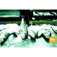 Better labelling for seafood