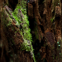 Night Shift sub episode Hoxton