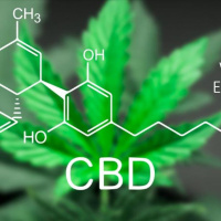2019-07-29 The CBD 411 Info You Need to Know!