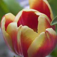 Easter and Flower Communion