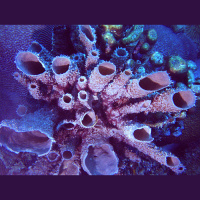 Podcast 75 - New Years Resolutions and Sponges Yall!