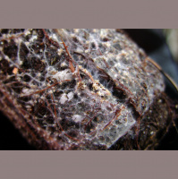 Podcast 77 - Old and Burny, A Discussion of Fossil Fungi