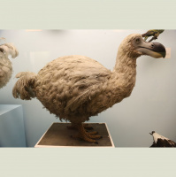Podcast 79 - All the Cool Stuff is Dead On Dodos and Glyptodonts