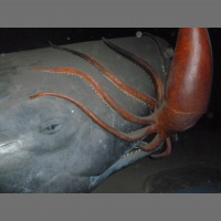 Podcast 86 - Echolocation in the Fossil Record