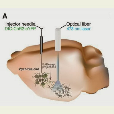 On Your Mind Neuroscience Podcast