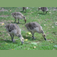 Progressive Muscle Relaxation