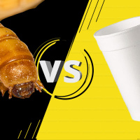 Bugs that eat plastic