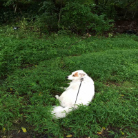 Mechano Magic-Podcast 208