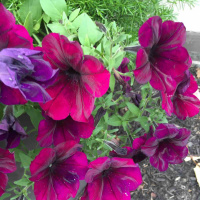 The Church Within- Podcast 203