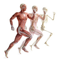 Body Parts - Zapp English Vocabulary and Pronunciation 2.19
