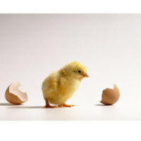 We Must Be Hatched or Go Bad