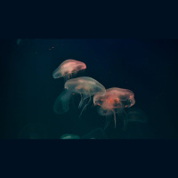 Waging War Against Drift