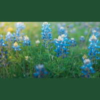 Do We Dishonor God by Neglecting His Gifts?