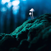 Psilocybin: A Crash Course in Mindfulness