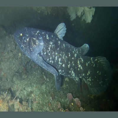 Real Paranormal Activity - The Podcast