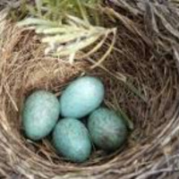 Parsha Talk Ki Tetzei 5785 2025