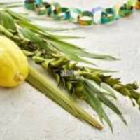 Parsha Talk Sukkot 5786 2025