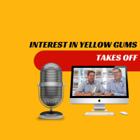 EP349 - Interest in Yellow Gums Takes Off