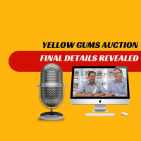 EP356 - Yellow Gums Auction Final Details Revealed