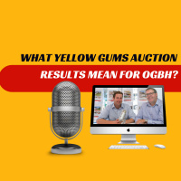 EP357 - What Yellow Gums Auction Results Mean for OGBH