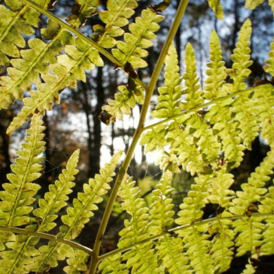 Audiomission From Cms