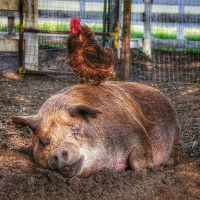 Run, Don’t Walk, to see ”The Biggest Little Farm” In A Theater Near You!