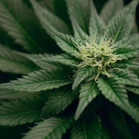 CBD Lotion Miracle Cure