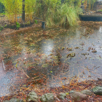 The Frogs Have Returned To Knickerbocker Lane