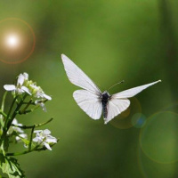 The White Butterfly, Good News From Elsewhere