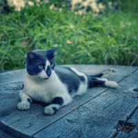 Inside The Mind Of A Cat, A Netflix Documentary