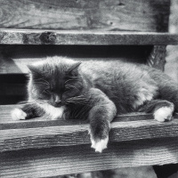 Republicans/Celeste by Donovan