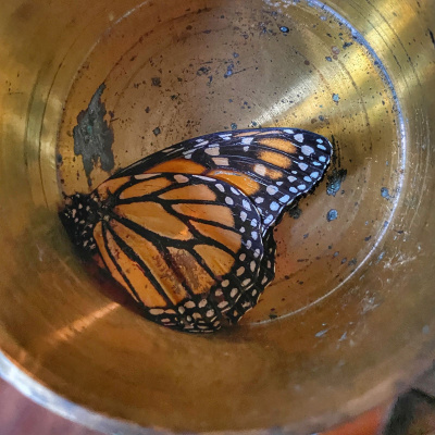 Knox Bronson ~ Riding The Wild Bubble