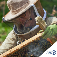 Bienen für alle? Unterwegs mit der Stadtimkerin