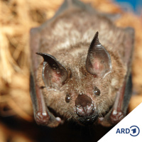 Wo Fledermäuse überwintern: Die Kalkberghöhle in Bad Segeberg