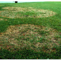 Brown Patch - The Fungus of Fall