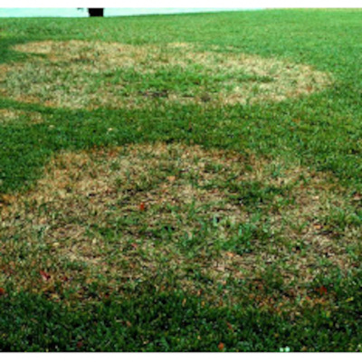 Turf Talk With Bruce Granger