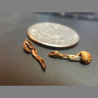 Peoples Medicine Show