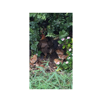 Peoples Medicine Show