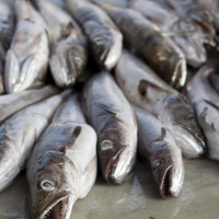 Extrasode: Call of Duty 4: Modern Warfare