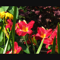 CACP - #77 - Come to My Garden