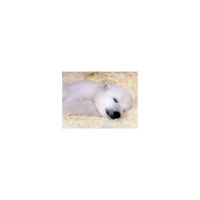 Dreaming with Polar Bears: Find your Animal Spirit Guide
